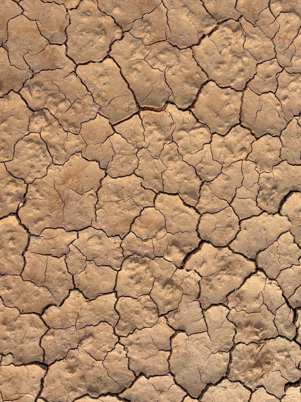 雨のにおいはなぜする？正体は土の中の微生物