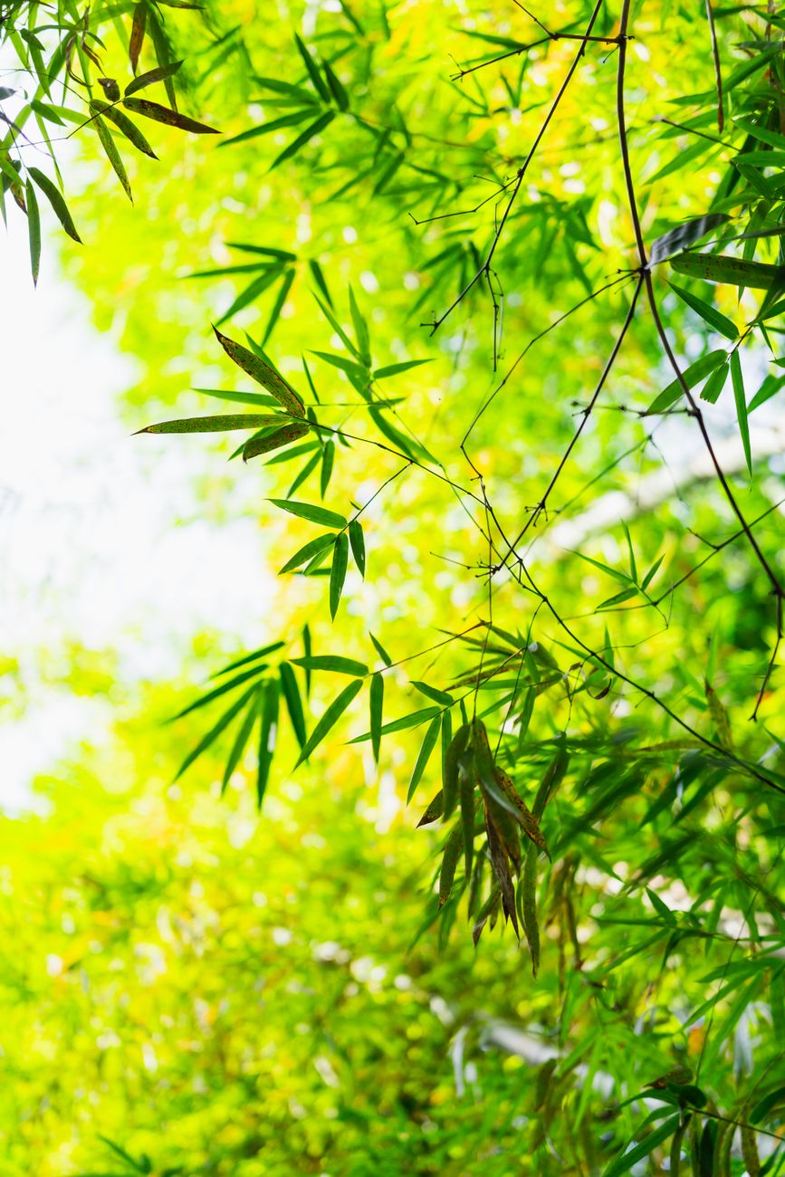 木の葉はなぜ緑？葉緑素のしくみ