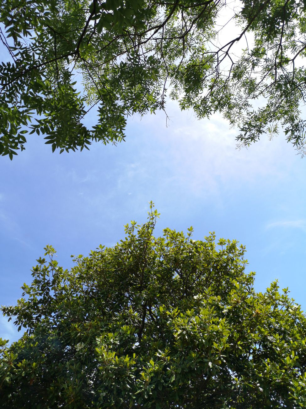 空はなぜ青い？光が散らばるしくみ